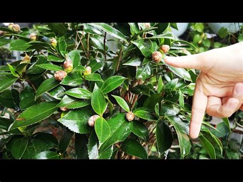 茶花 風水|茶花的風水作用【茶花的風水作用】 – 八字算命